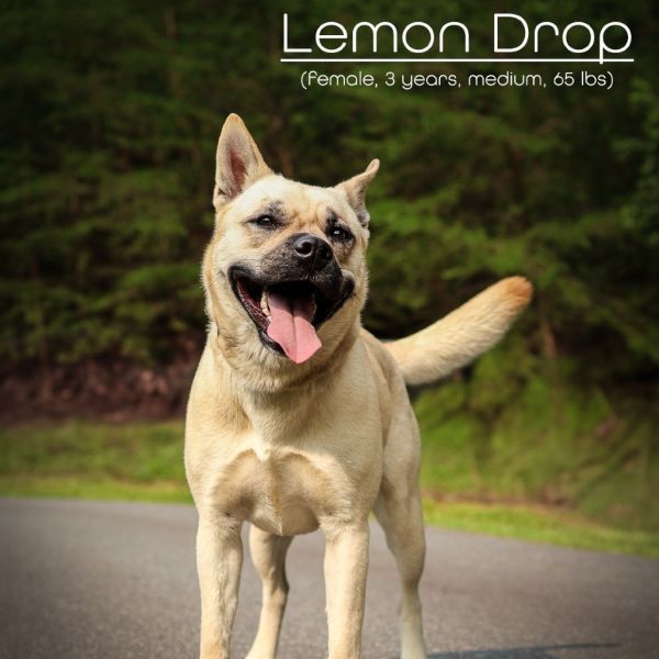 Lemon Drop thumbnail 4