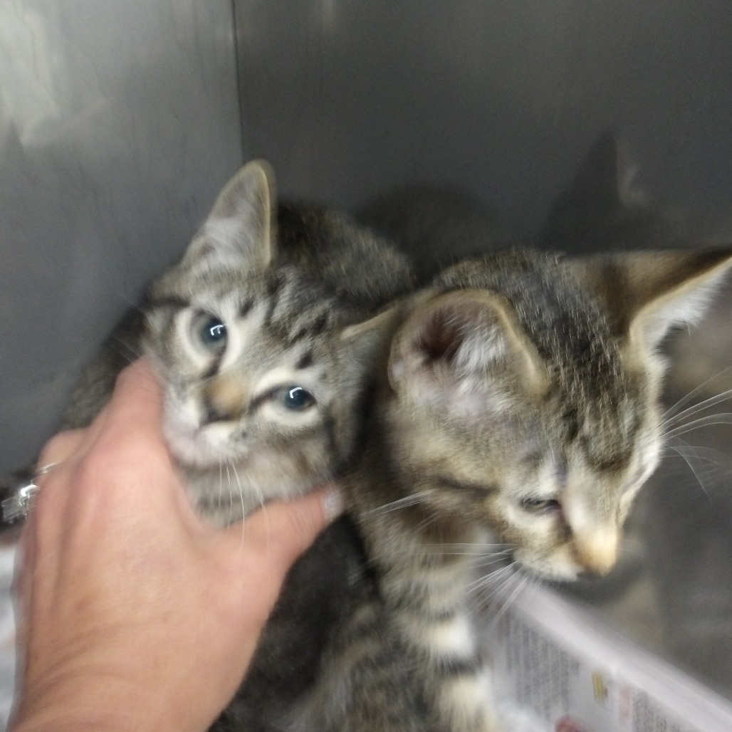 Mario(Wakonda Kit 3)