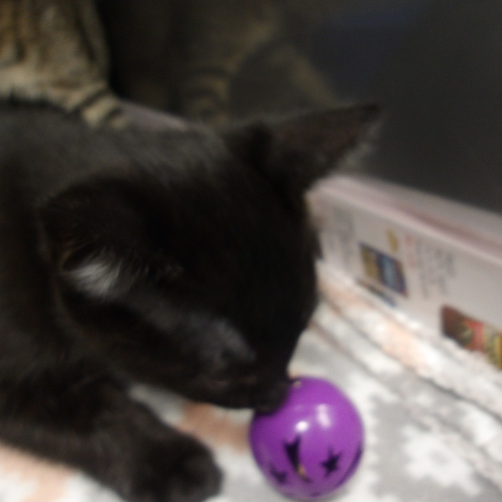 Manny(Wakonda Kit 2)