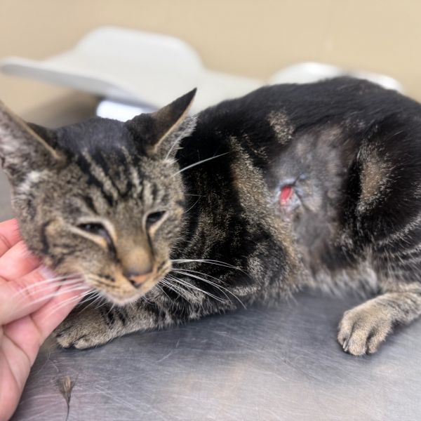 Mr. Beauregard thumbnail 2