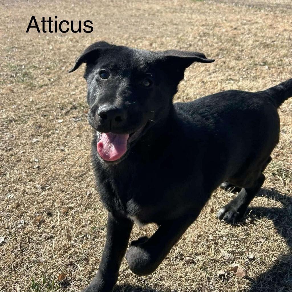 Atticus