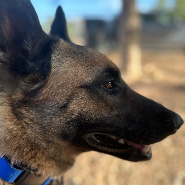 Camo Aka Ammo thumbnail 2