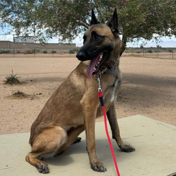 Camo Aka Ammo thumbnail 3