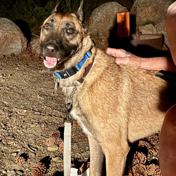 Camo Aka Ammo thumbnail 4