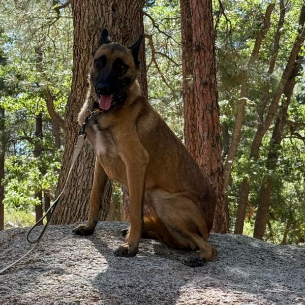 Camo Aka Ammo thumbnail 5