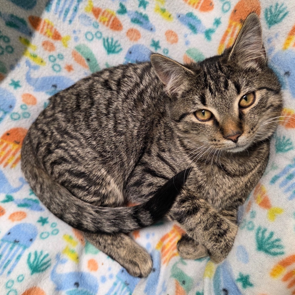 OIfelia (Pink collar)