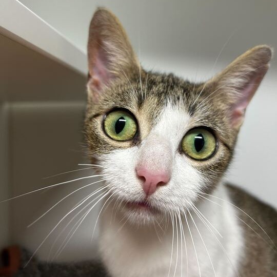 Precious thumbnail 3