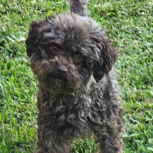 Reese (Texas City, TX)