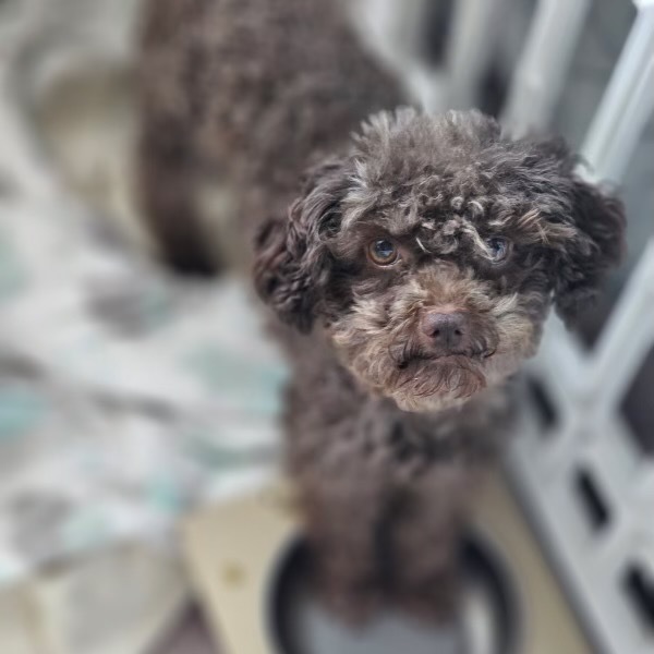 Reese (Texas City, TX)