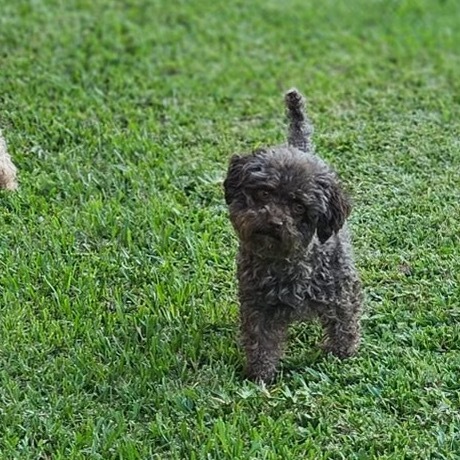 Reese (Texas City, TX)