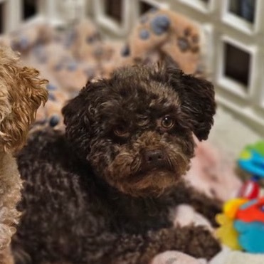 Reese (Texas City, TX)