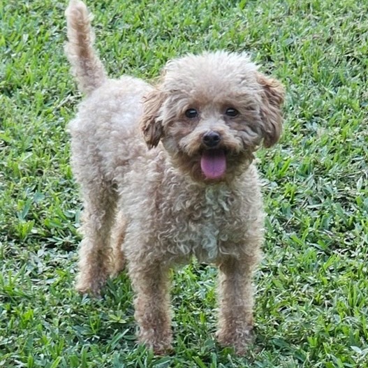 Gracie (Texas City, TX)