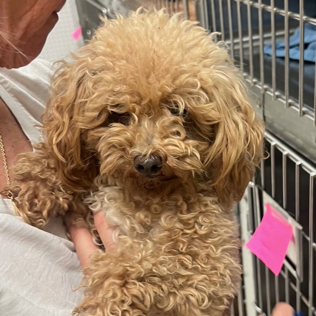 Gracie (Texas City, TX)