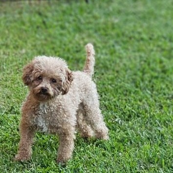 Gracie (Texas City, TX)