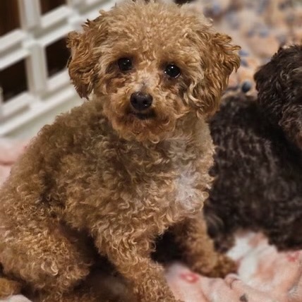 Gracie (Texas City, TX)