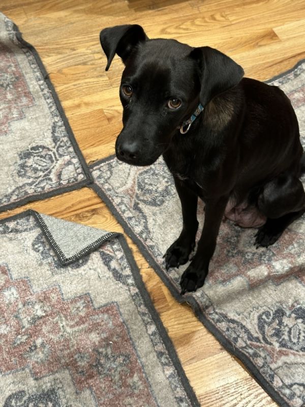 Lorraine thumbnail 3