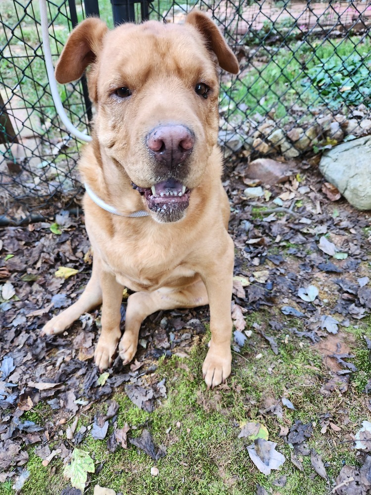 Butterscotch formerly Harley