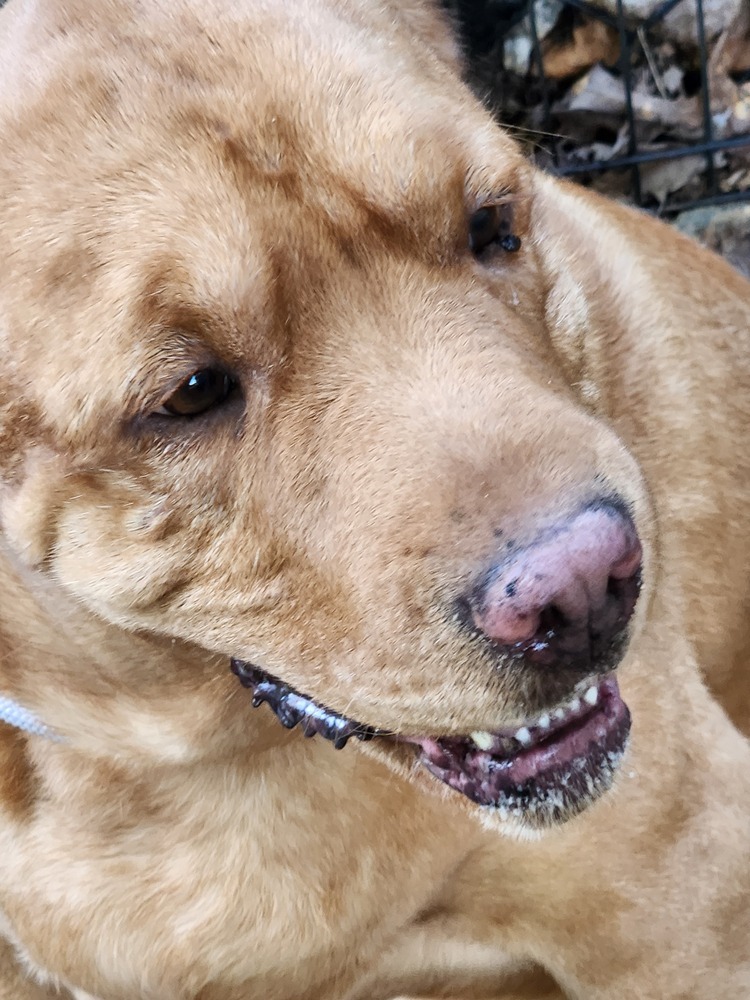 Butterscotch formerly Harley