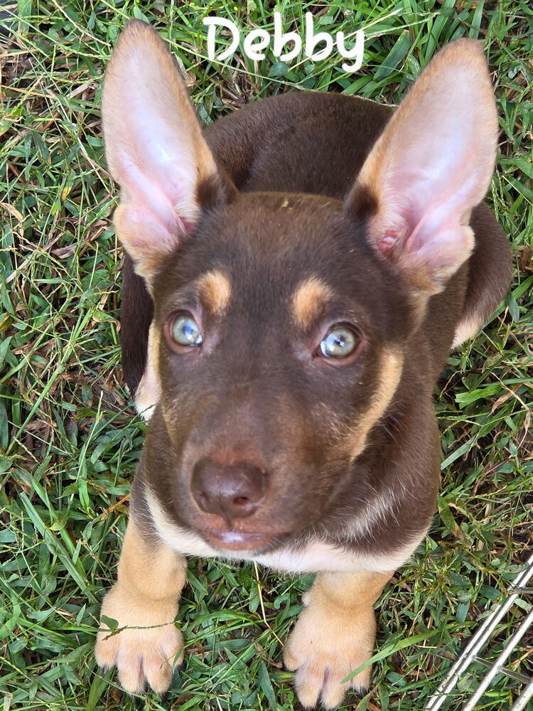 Debby