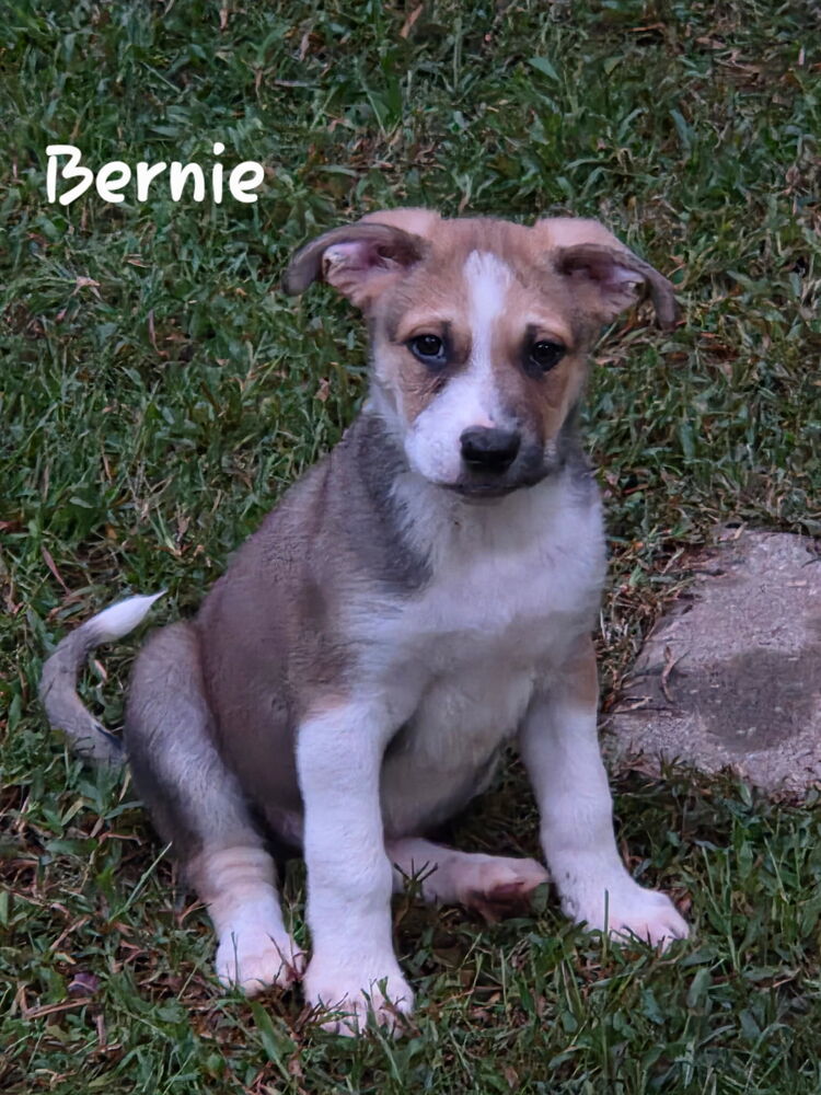 Bernie