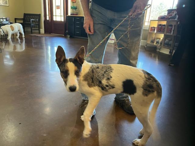 Clayton/Little Guy now Pogo