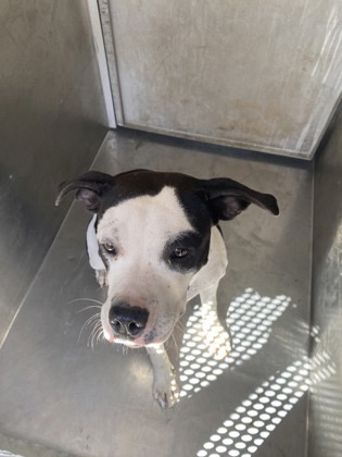 Esmeralda thumbnail 3