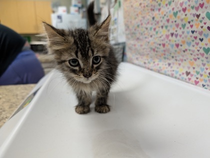 Sawtooth thumbnail 2