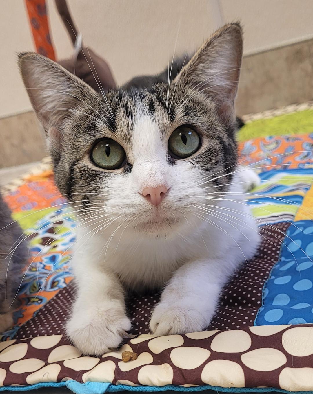 Alma, an adoptable Domestic Short Hair in Hays, KS, 67601 | Photo Image 1