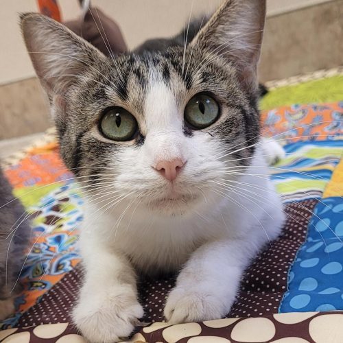 Alma, an adoptable Domestic Short Hair in Hays, KS, 67601 | Photo Image 2