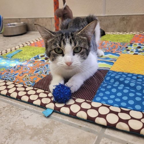 Alma, an adoptable Domestic Short Hair in Hays, KS, 67601 | Photo Image 3