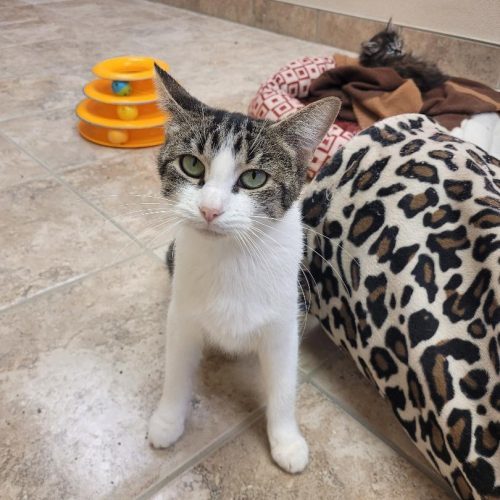 Alma, an adoptable Domestic Short Hair in Hays, KS, 67601 | Photo Image 4