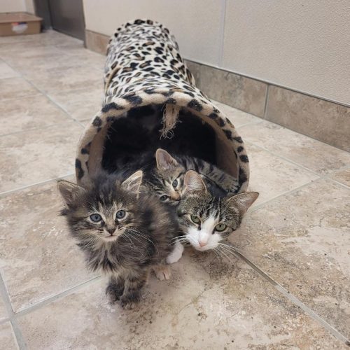 Alma, an adoptable Domestic Short Hair in Hays, KS, 67601 | Photo Image 5