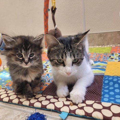 Alma, an adoptable Domestic Short Hair in Hays, KS, 67601 | Photo Image 6