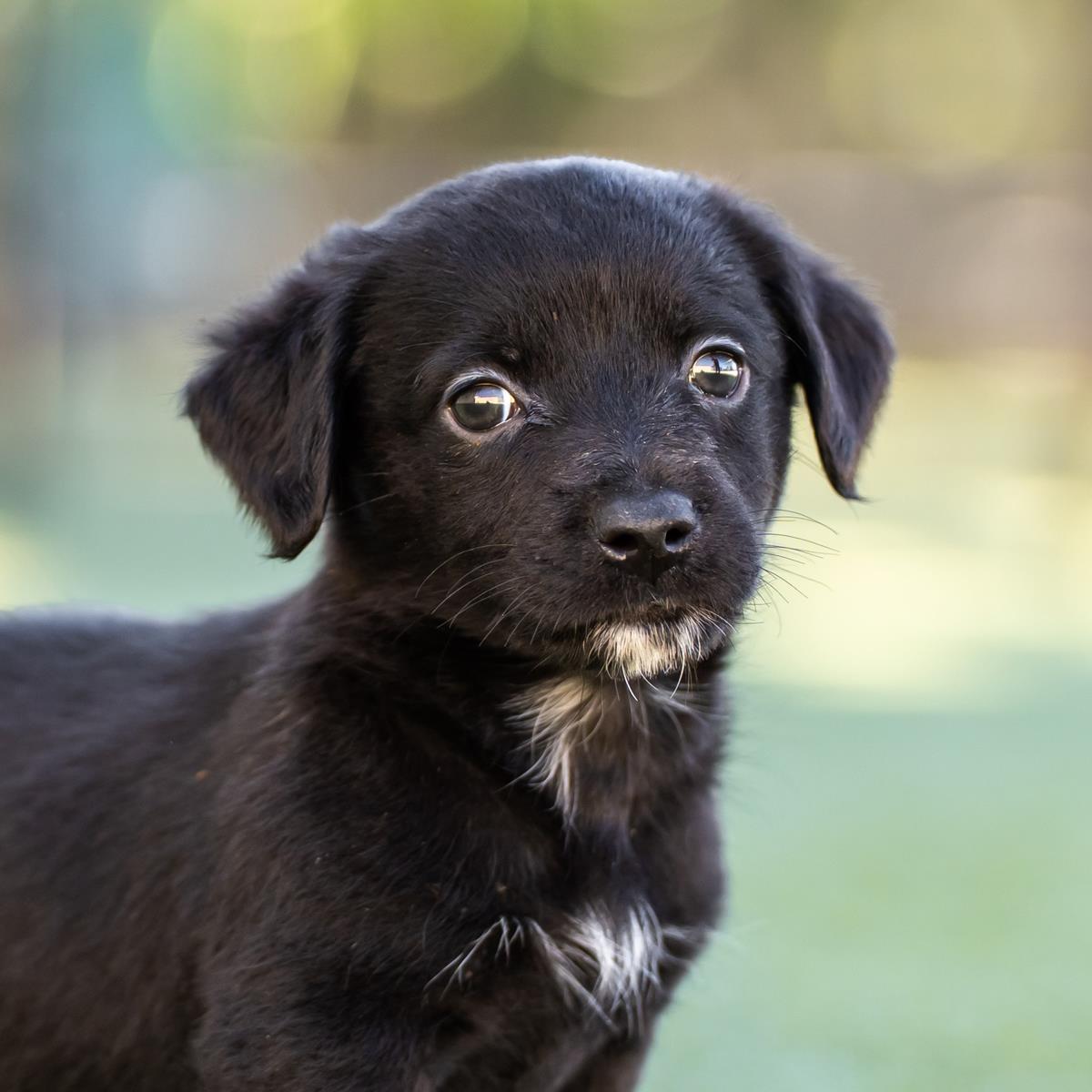 Alpine Pup - Scranton