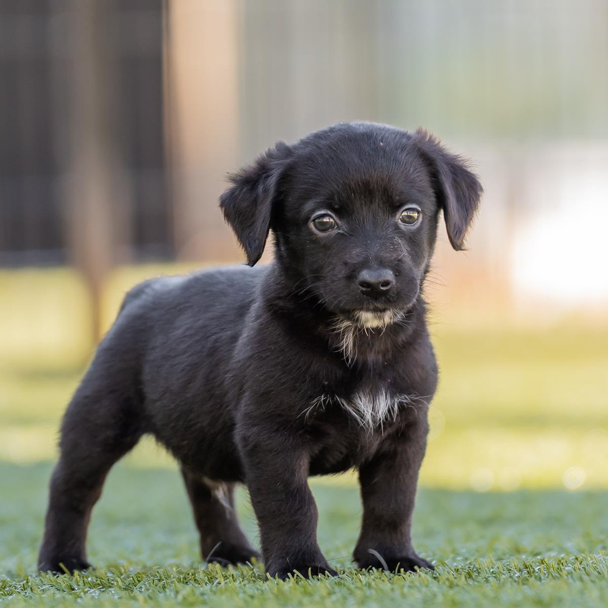 Alpine Pup - Scranton