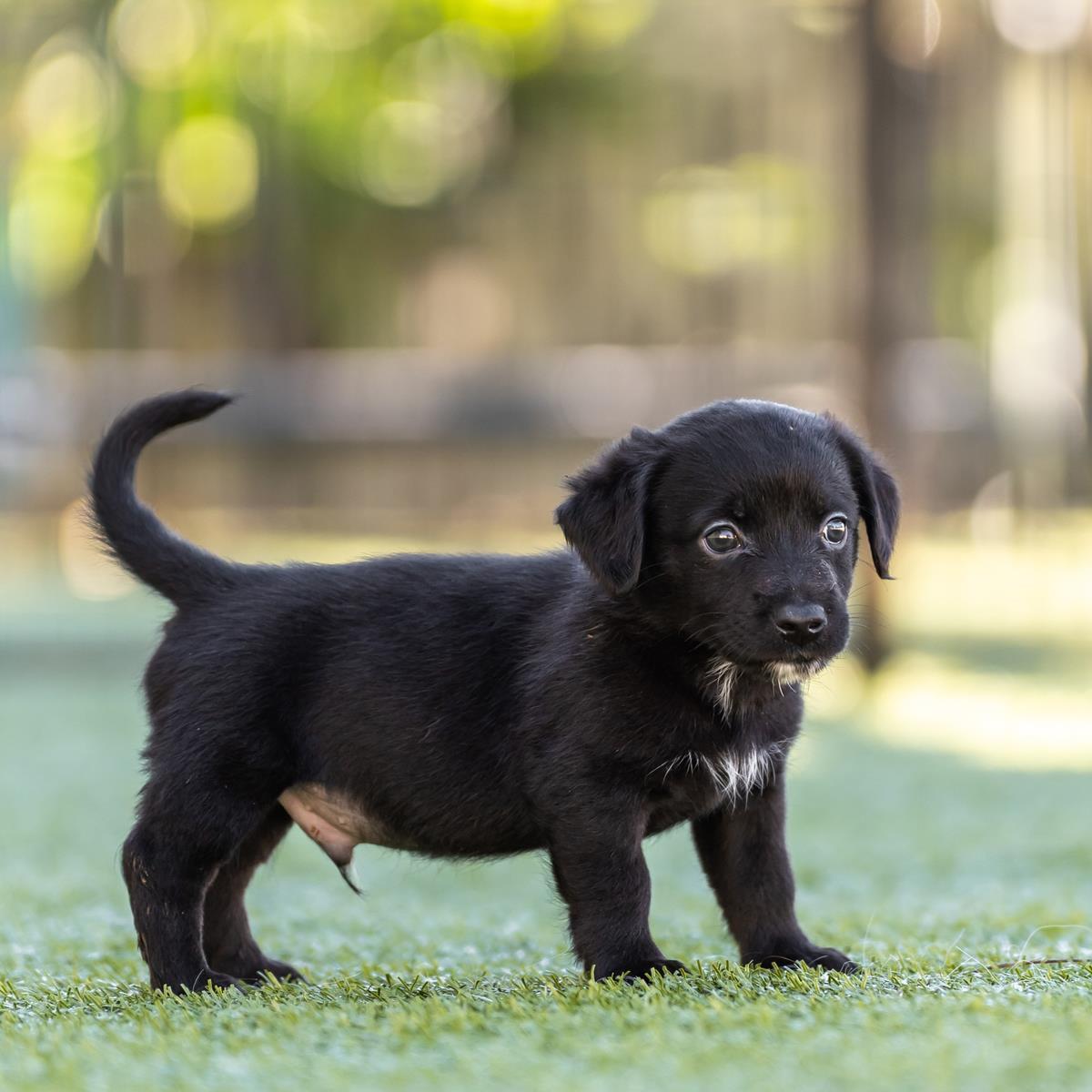 Alpine Pup - Scranton