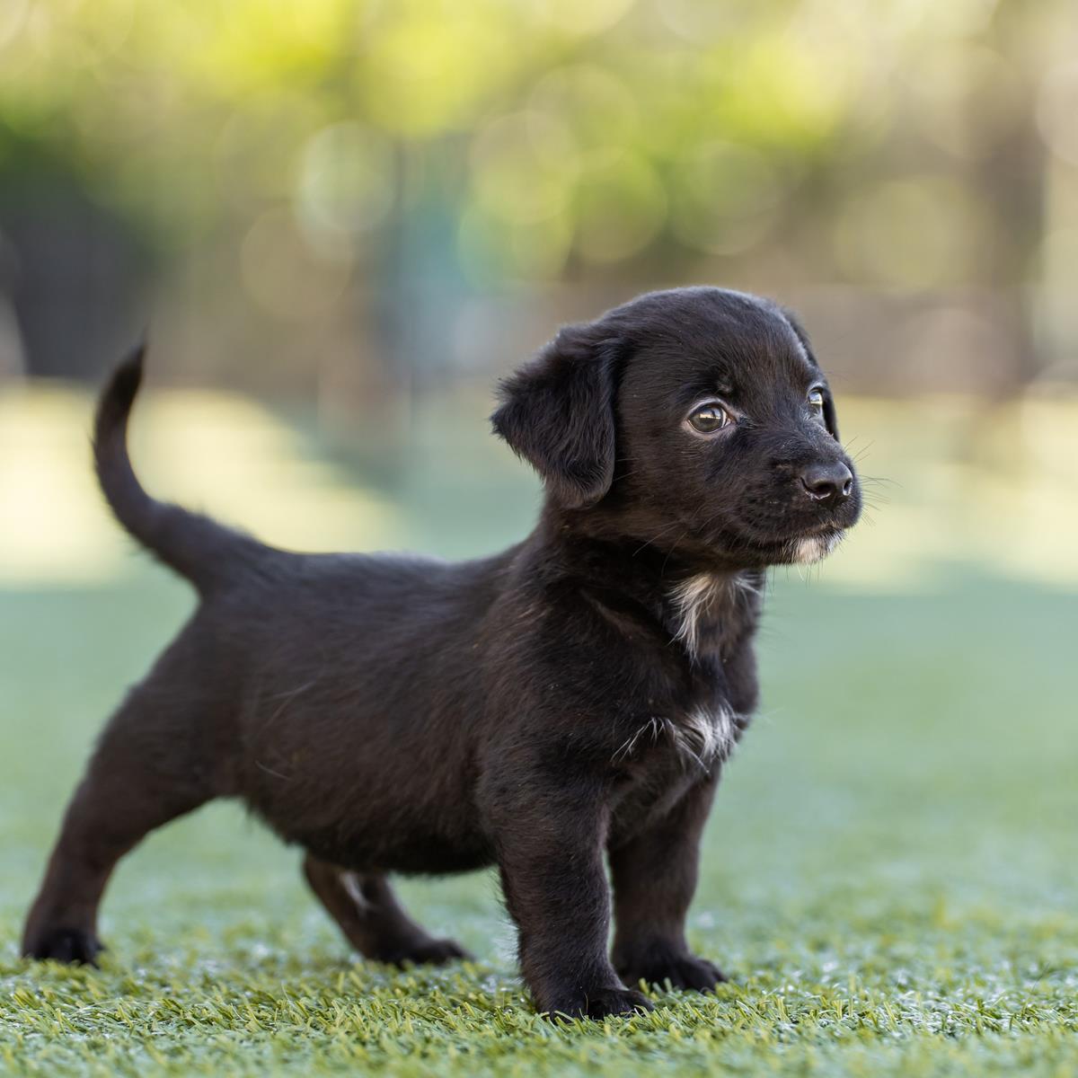 Alpine Pup - Scranton