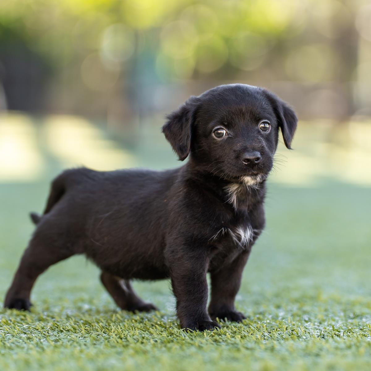 Alpine Pup - Scranton