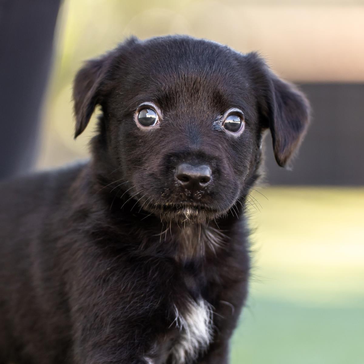 Alpine Pup - Fairbanks