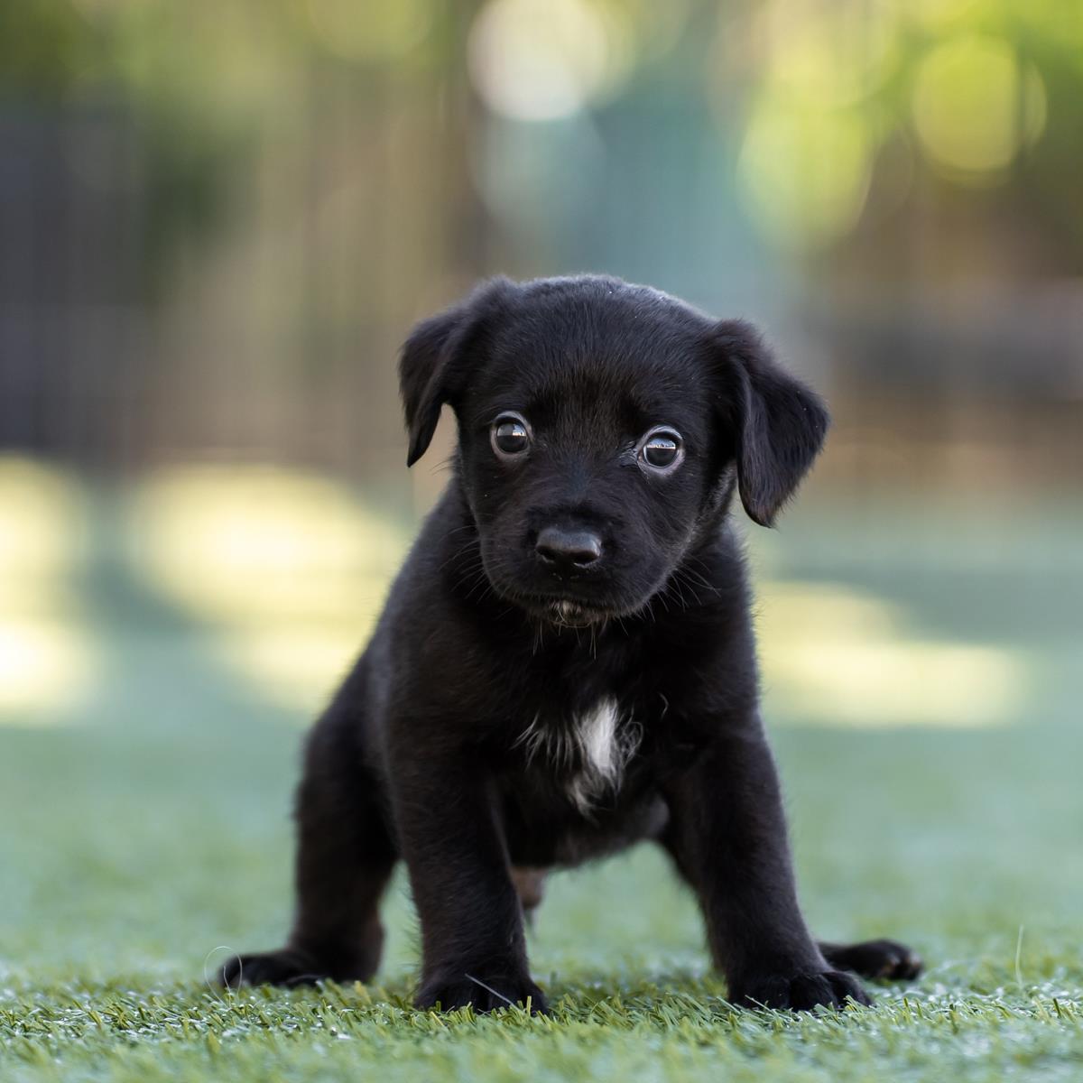 Alpine Pup - Fairbanks