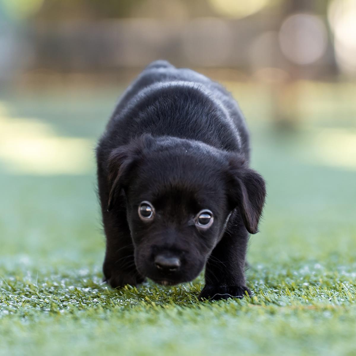 Alpine Pup - Fairbanks