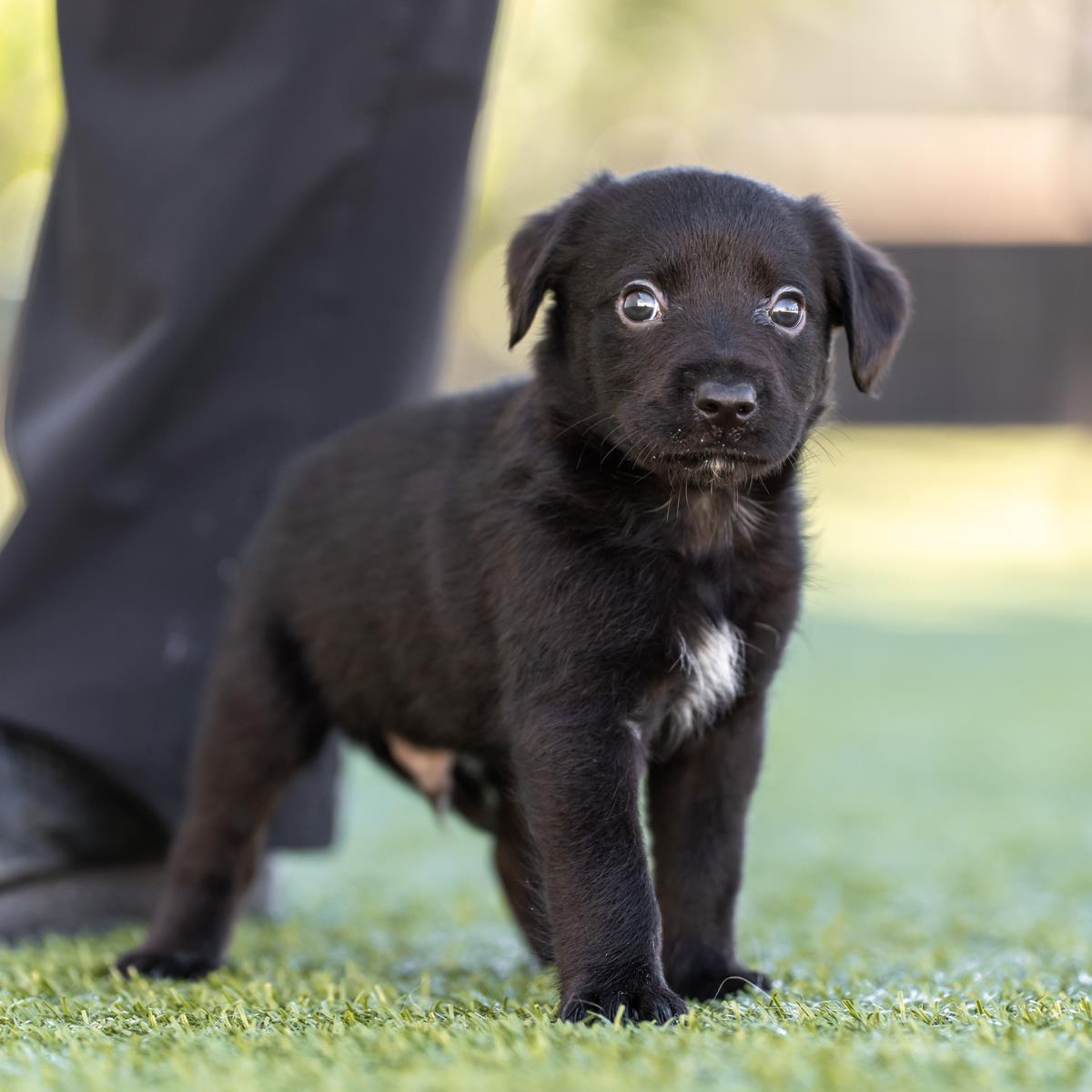 Alpine Pup - Fairbanks