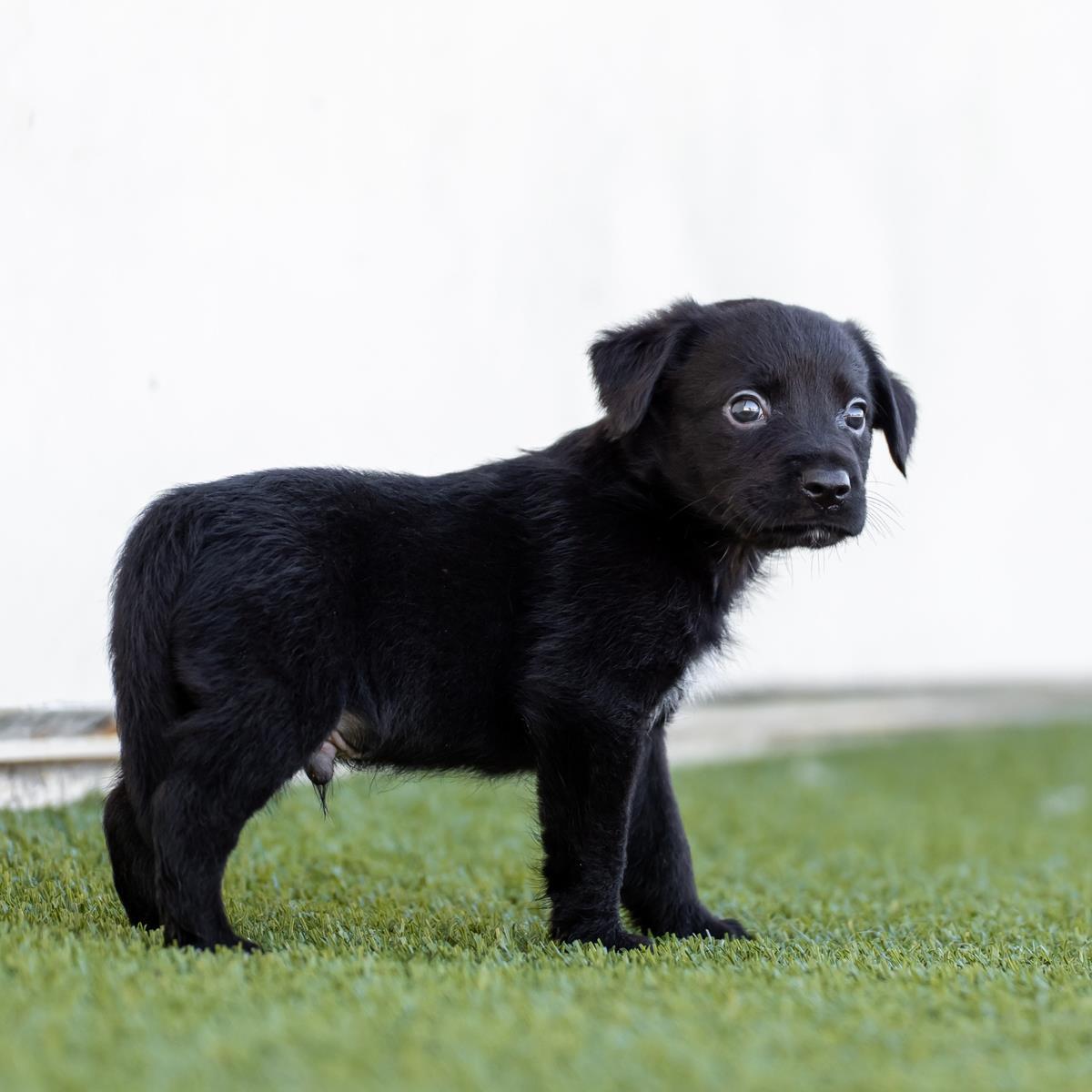 Alpine Pup - Fairbanks