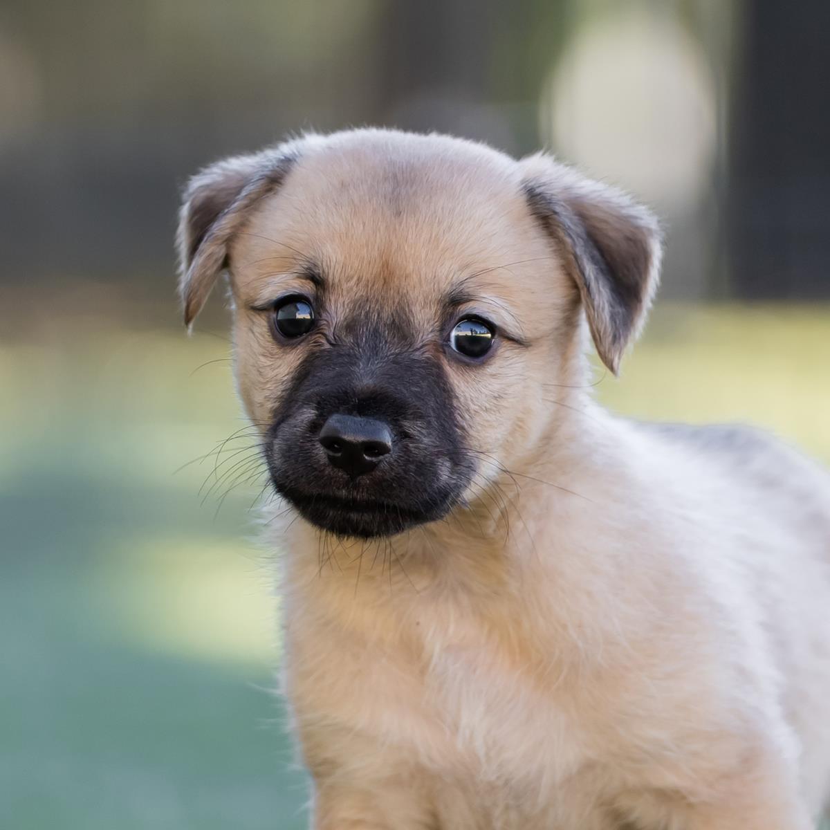 Alpine Pup - Shawnee