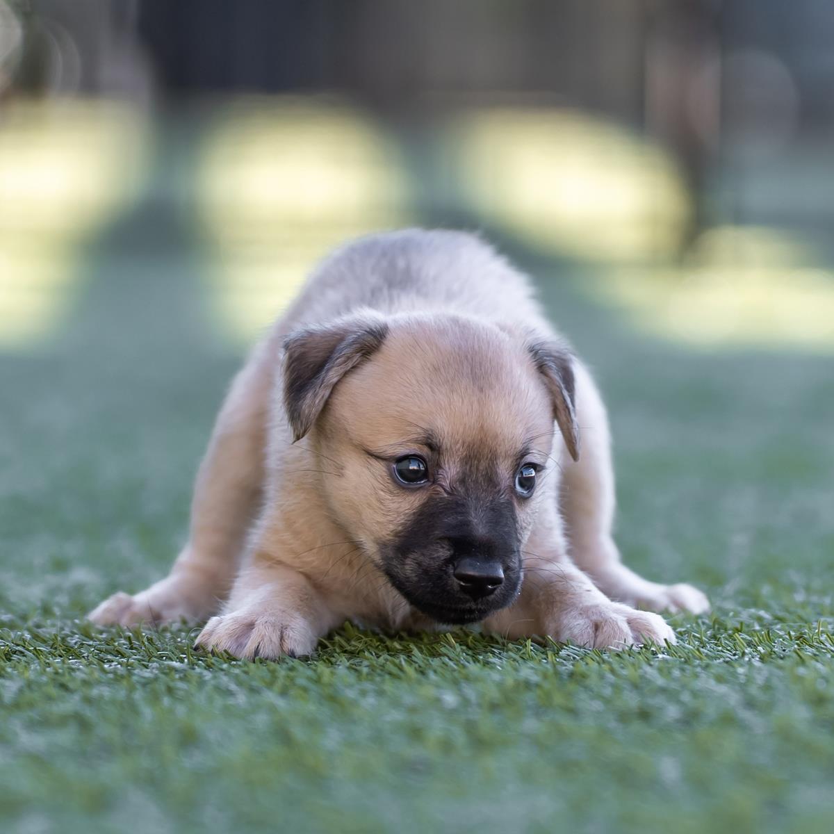 Alpine Pup - Shawnee