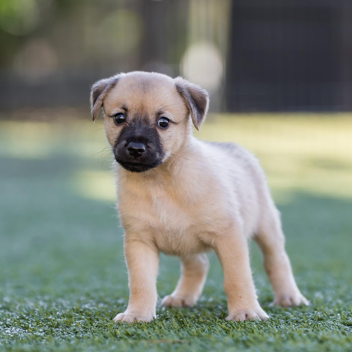 Alpine Pup - Shawnee