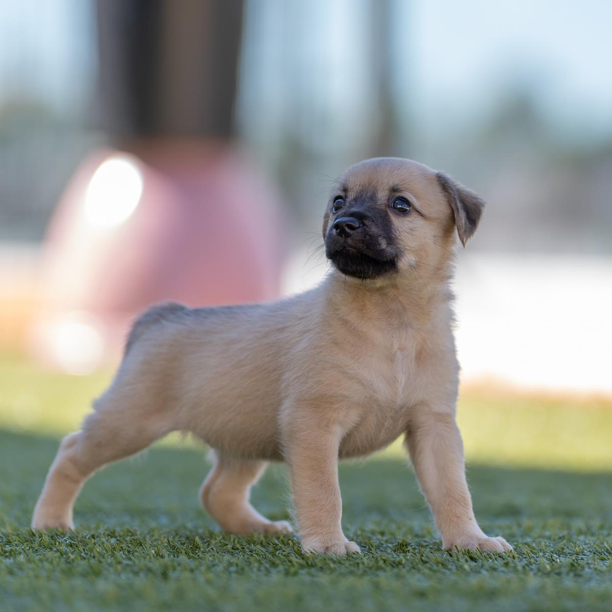 Alpine Pup - Shawnee