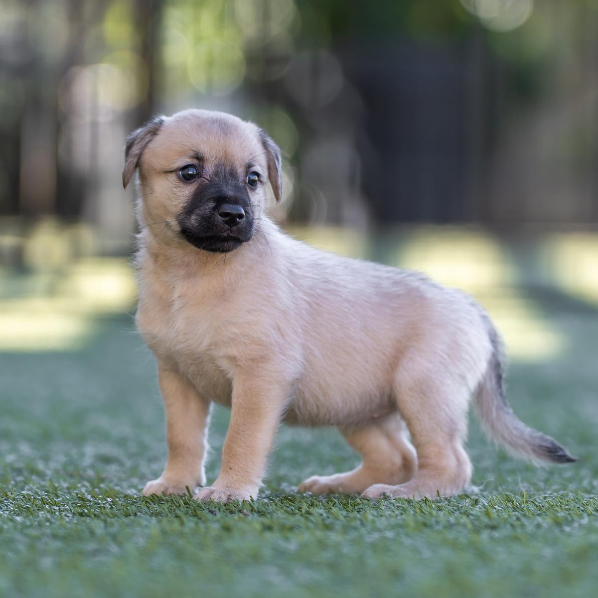 Alpine Pup - Shawnee