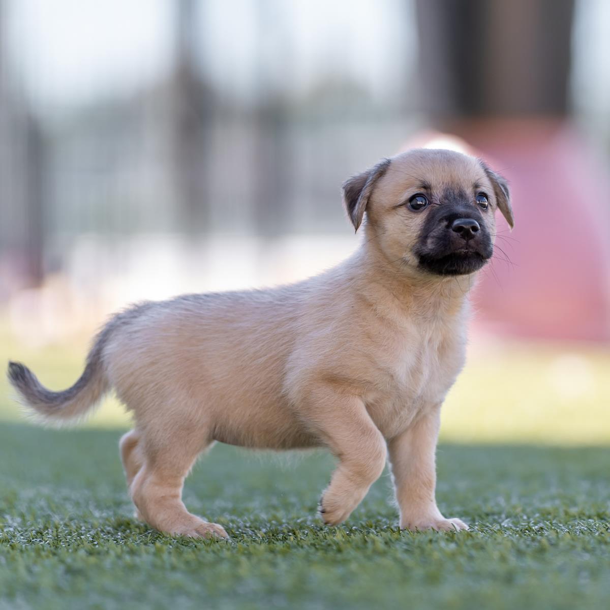 Alpine Pup - Shawnee