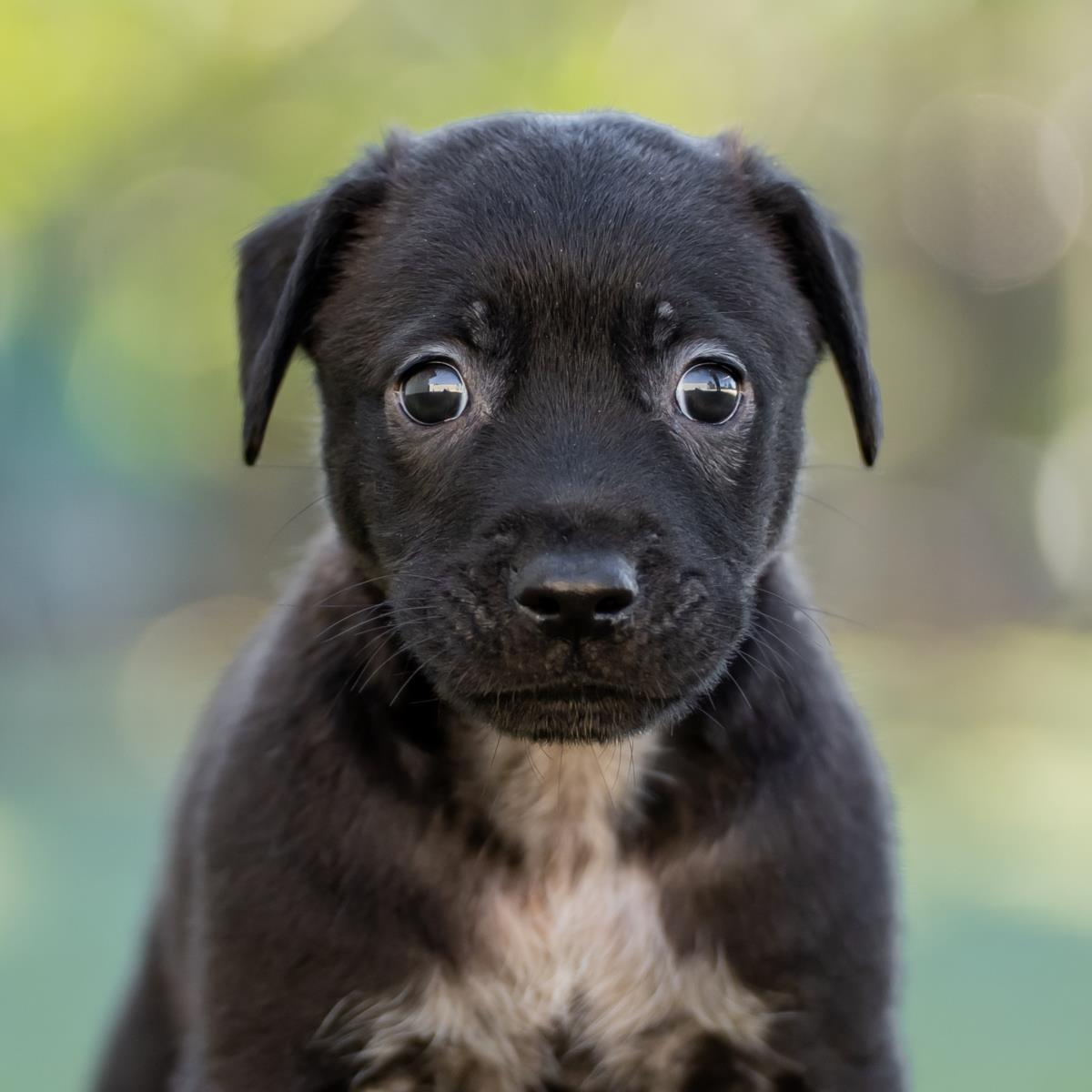 Alpine Pup - Tussock